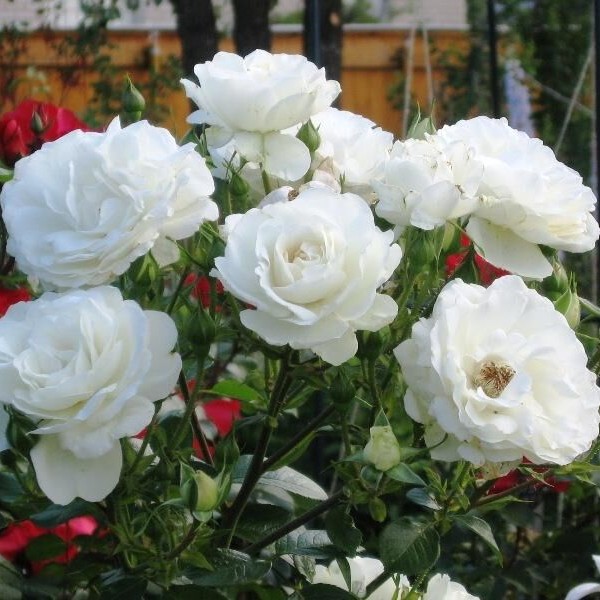 айсберг